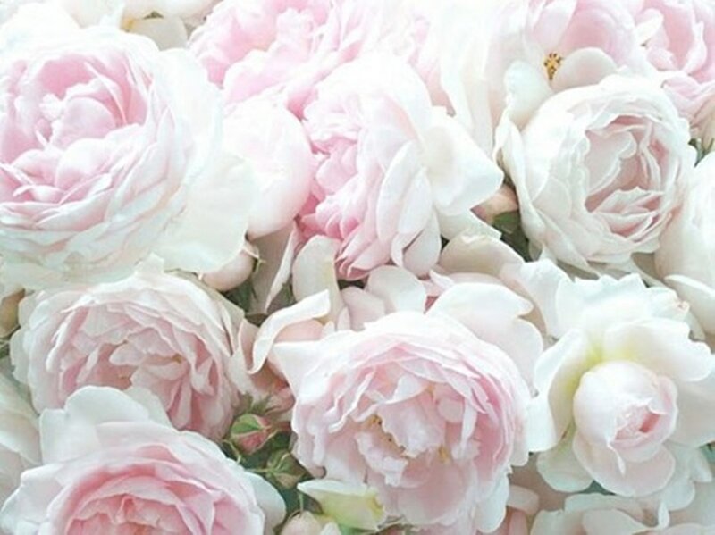 Pink and White Roses — Calm, Photograph, Bouquet, Petals