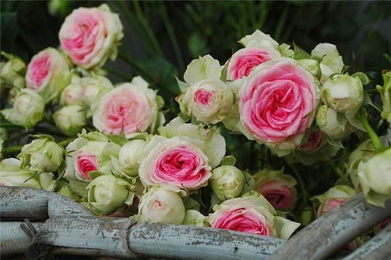 Pink and White Roses — Calm, Photograph, Buds, Green Leaves