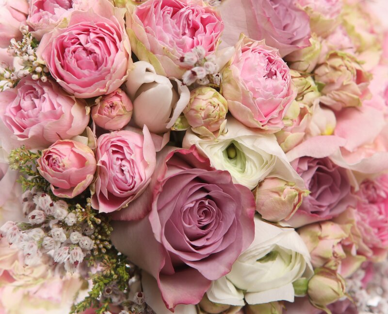 Pink and White Roses — Calm, Photograph, Buds, Greenery