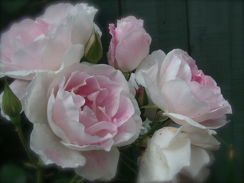 Pink and White Roses — Calm, Photograph, Buds