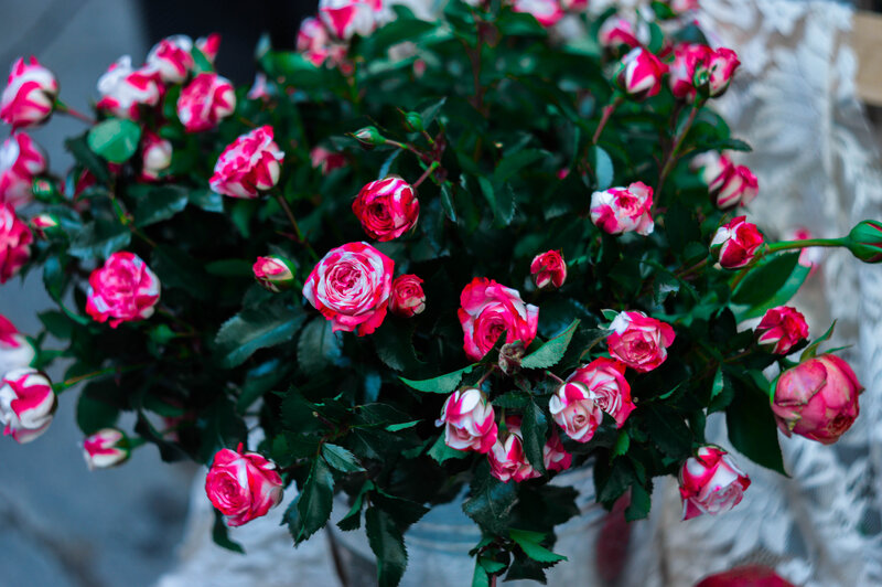 Pink and White Roses — Calm, Photograph, Bush