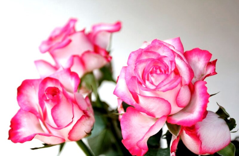Pink and White Roses — Calm, Photograph, Flowers, Green Leaves