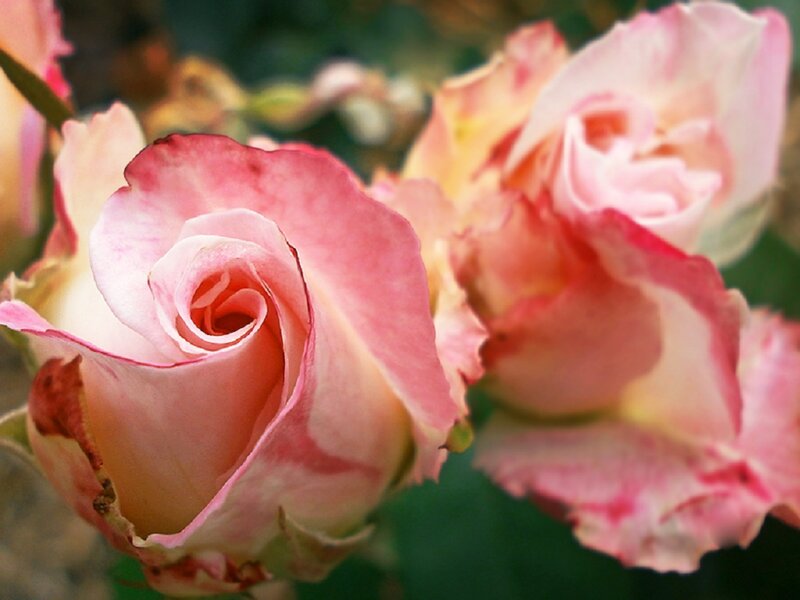Pink and White Roses — Calm, Photograph, Flowers, Leaves