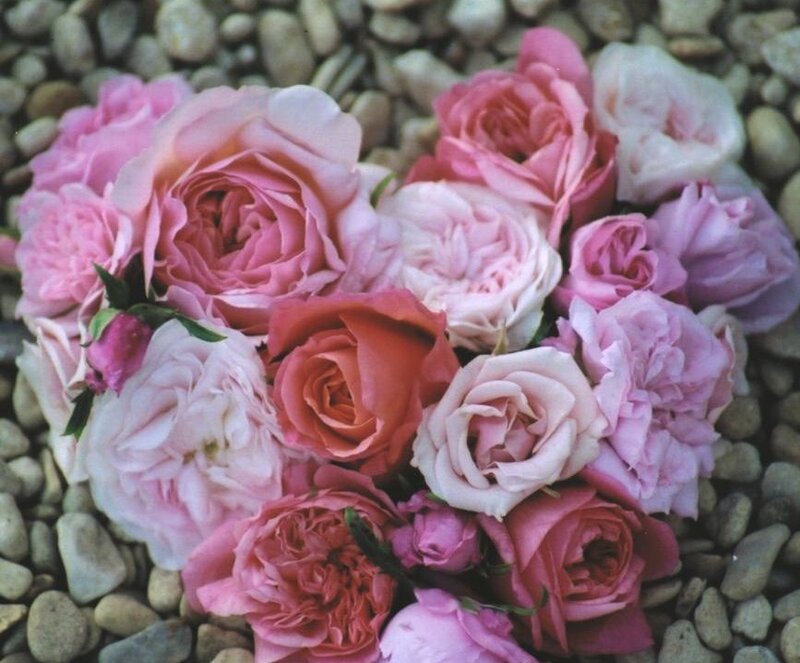 Pink and White Roses — Calm, Photograph, Flowers, Pebbles