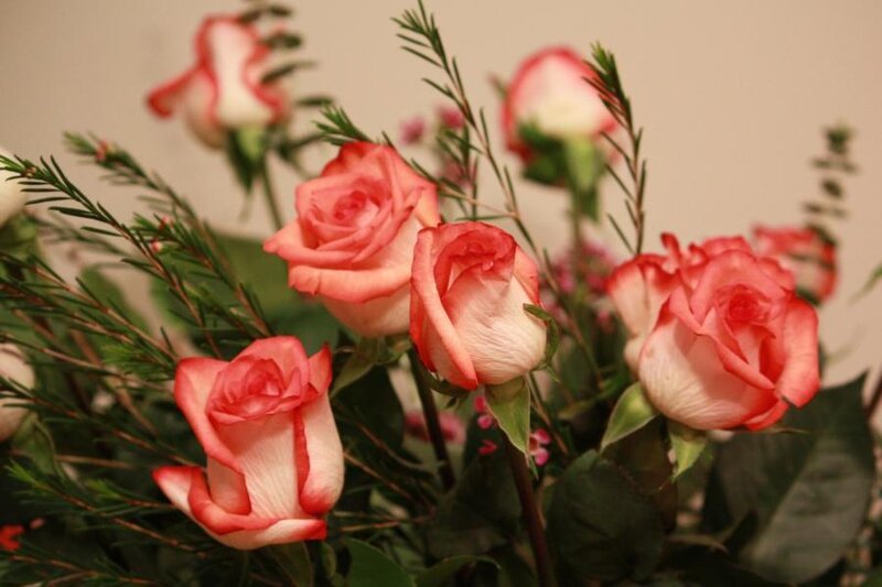 Pink and White Roses — Calm, Photograph, Green Foliage
