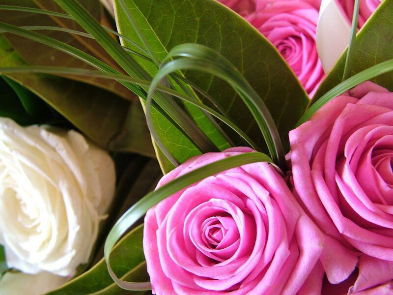 Pink and White Roses — Calm, Photograph, Green Leaves, Grass