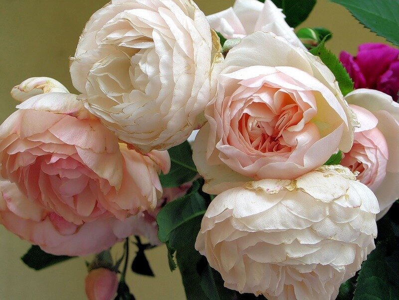 Pink and White Roses — Calm, Photograph, Green Leaves