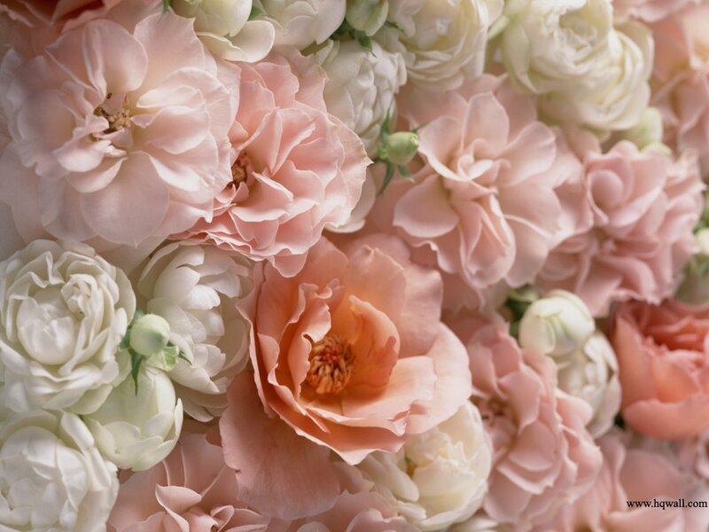 Pink and White Roses — Calm, Photograph