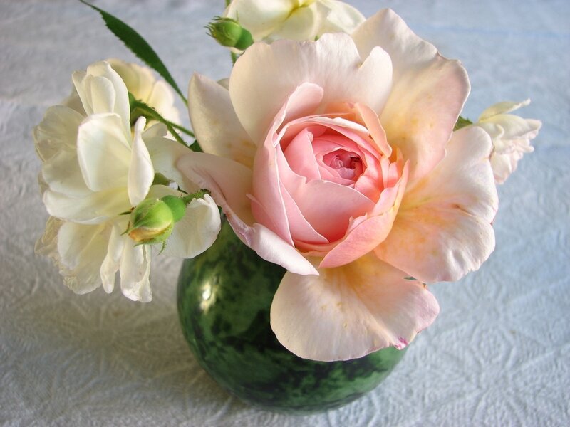 Pink and White Roses — Calm, Photograph, Vase