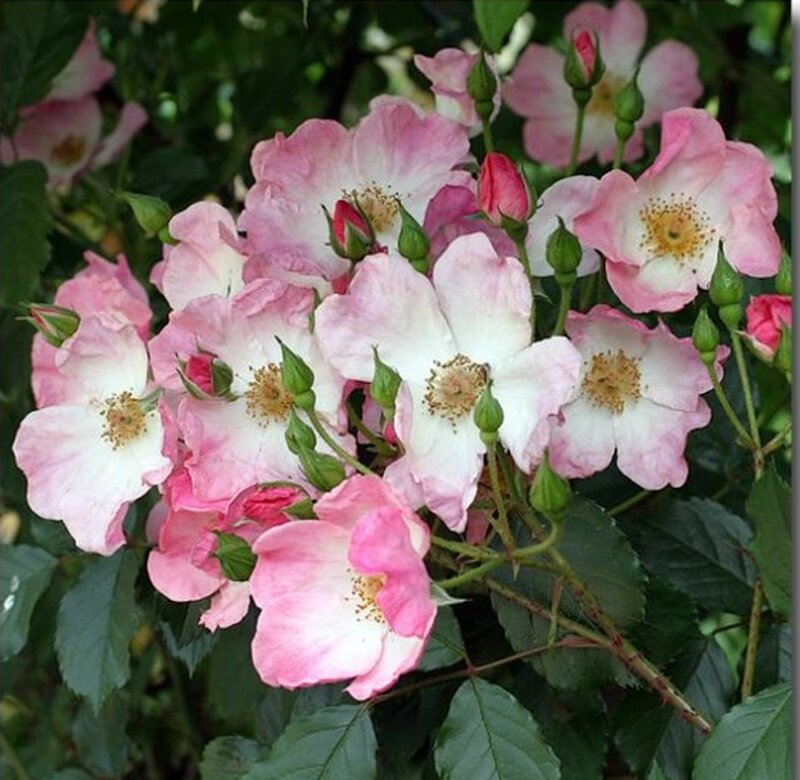 Pink and White Roses — Calm, Spring, Photograph, Buds