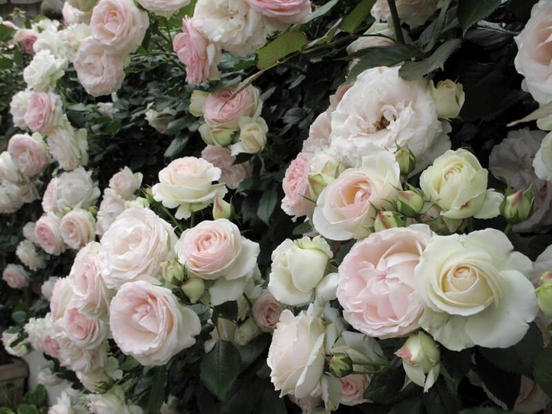 Pink and White Roses — Calm, Spring, Photograph, Bush