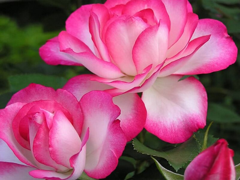 Pink and White Roses — Calm, Spring, Photograph, Flowers, Leaves, Bud