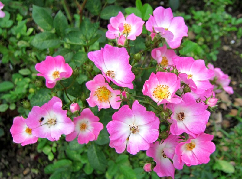 Pink and White Roses — Calm, Spring, Photograph, Flowers, Leaves