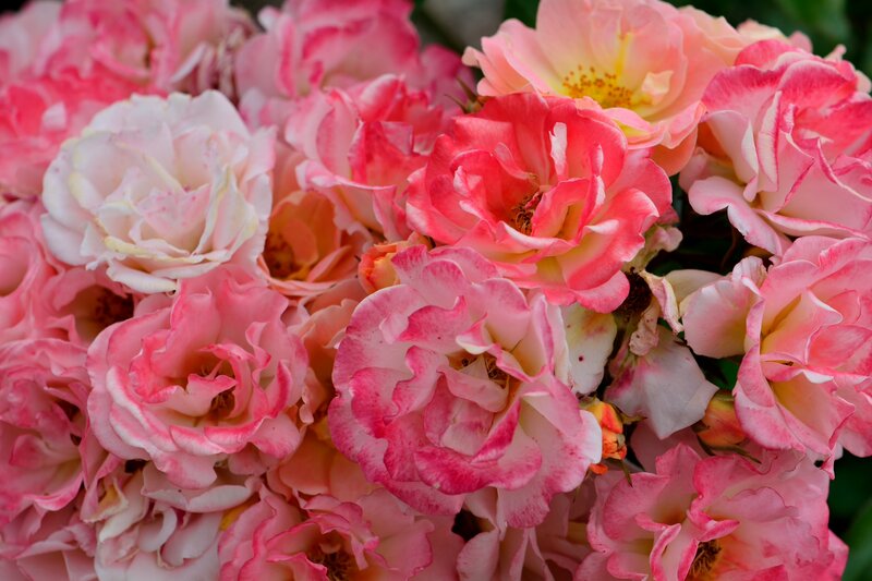 Pink and White Roses — Calm, Spring, Photograph, Flowers, Petals