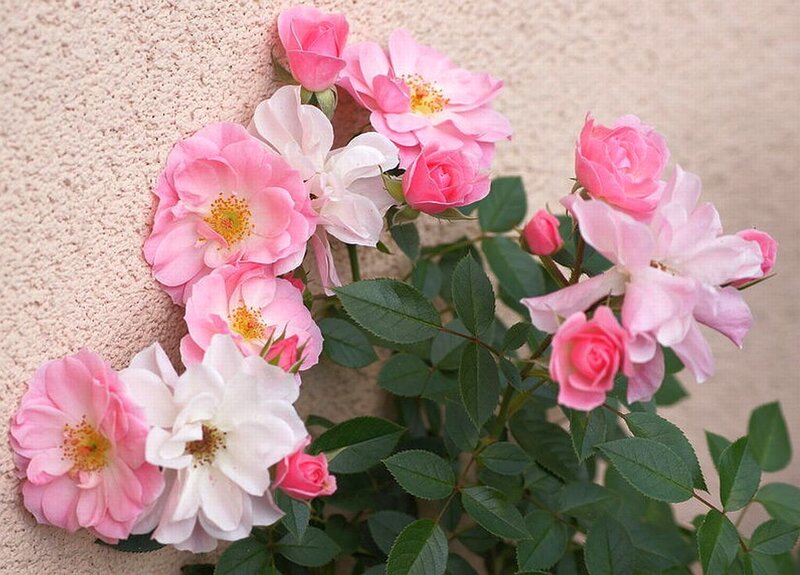 Pink and White Roses — Calm, Spring, Photograph, Flowers