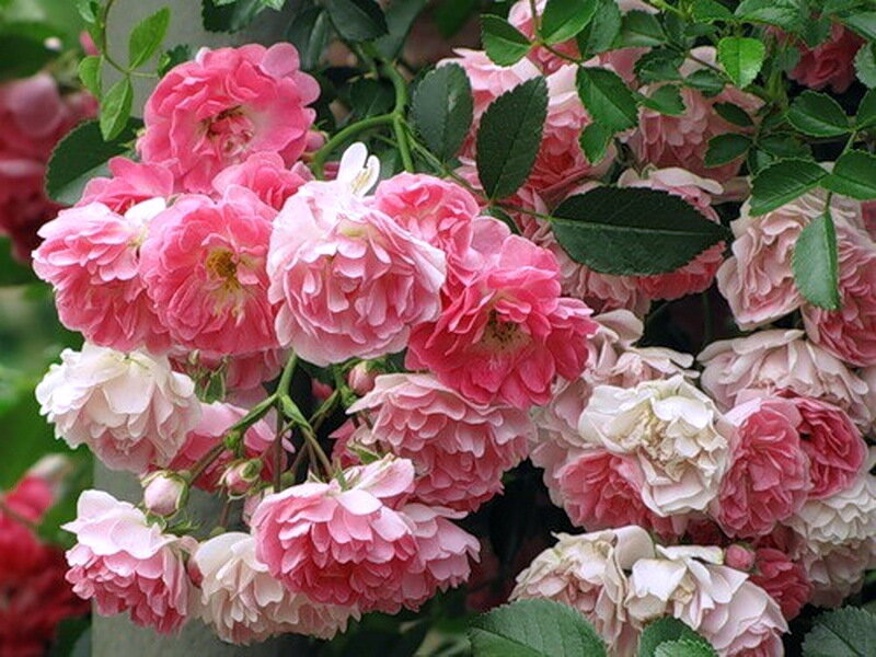 Pink and White Roses — Calm, Spring, Photograph
