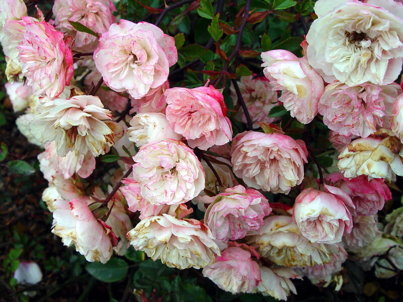 Pink and White Roses — Calm, Spring