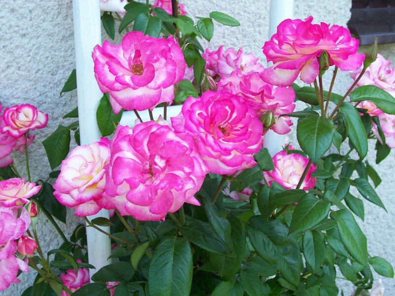 Pink and White Roses — Calm, Summer