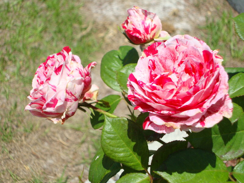 Pink and White Roses — Calm