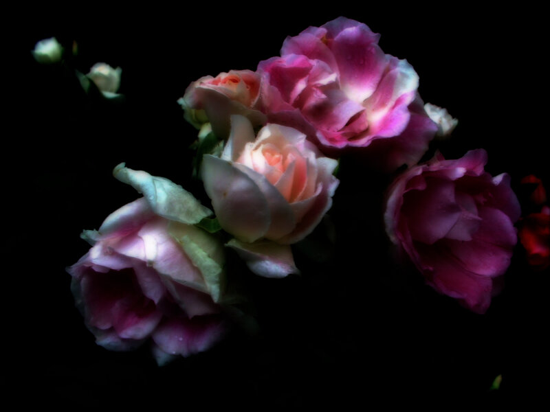 Pink and White Roses — Dramatic, Night