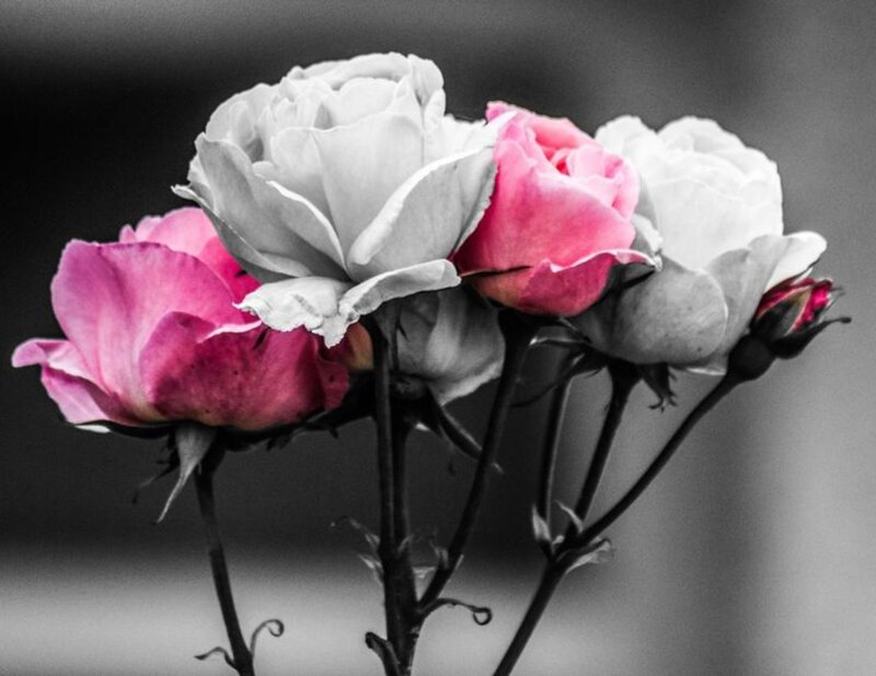 Pink and White Roses — Dramatic, Photograph, Flowers