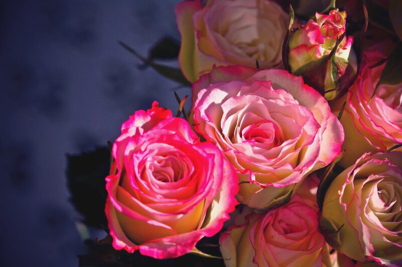 Pink and White Roses — Dramatic, Photograph