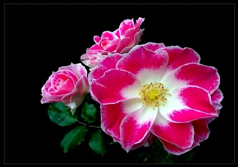 Pink and White Roses — Dramatic
