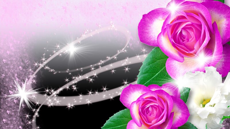 Pink and White Roses — Dreamy