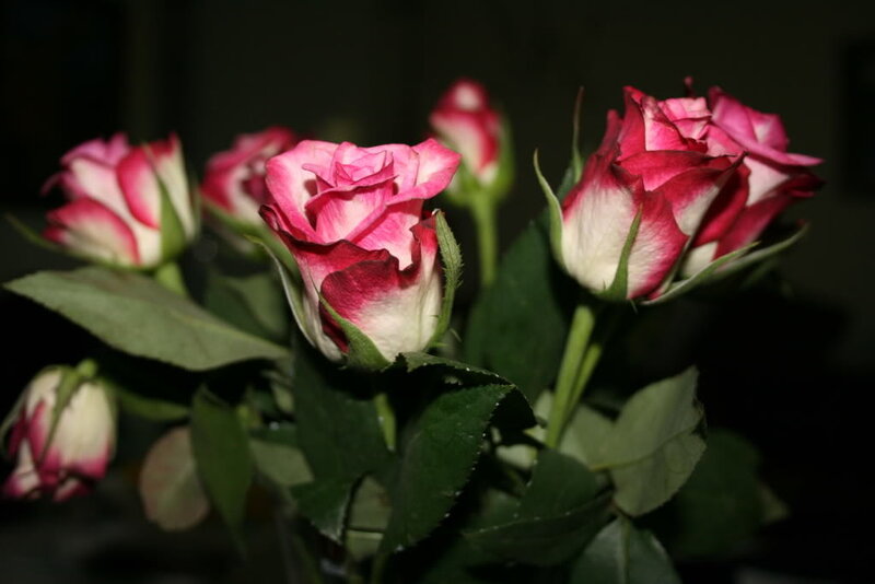 Pink and white roses in bloom