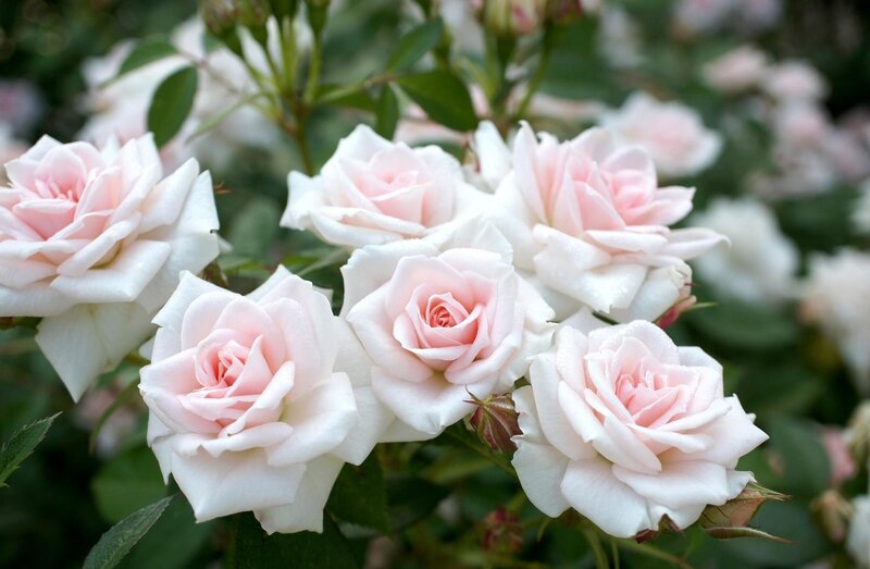 Pink and white roses in bloom