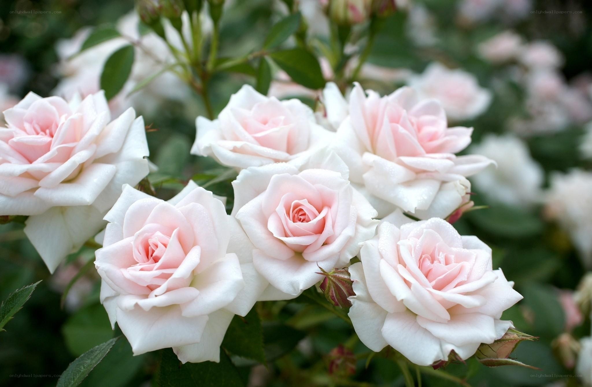 Pink and white roses in bloom