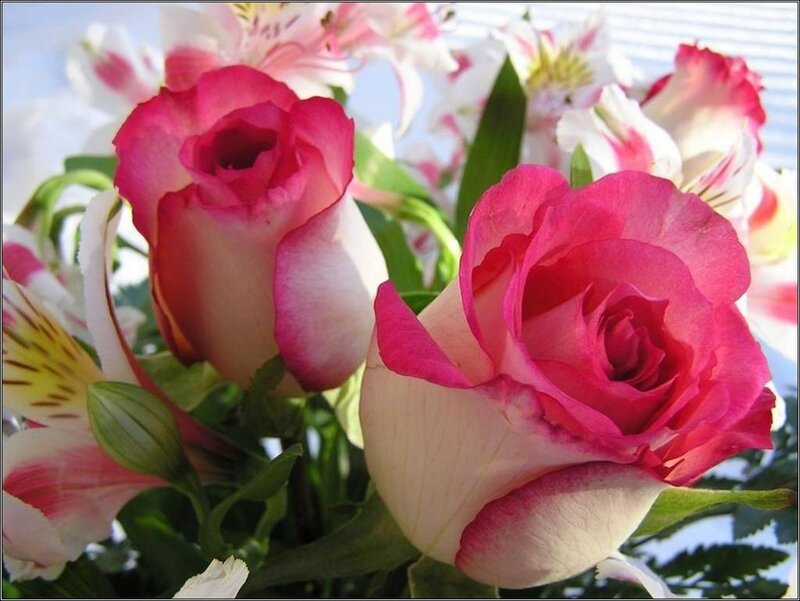Pink and white roses in bouquet