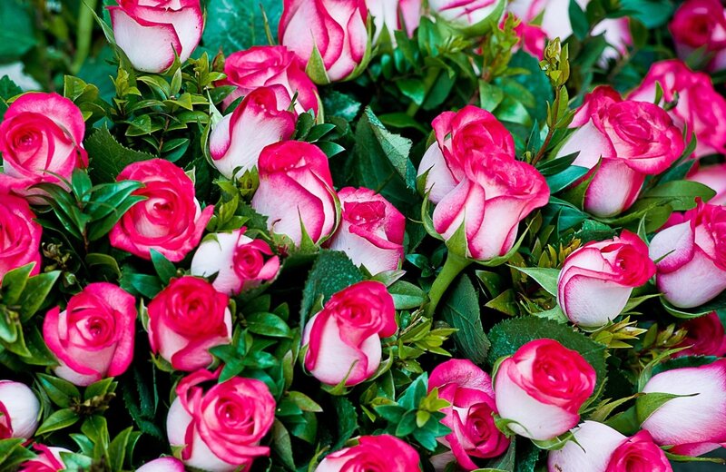 Pink and white roses in bouquet