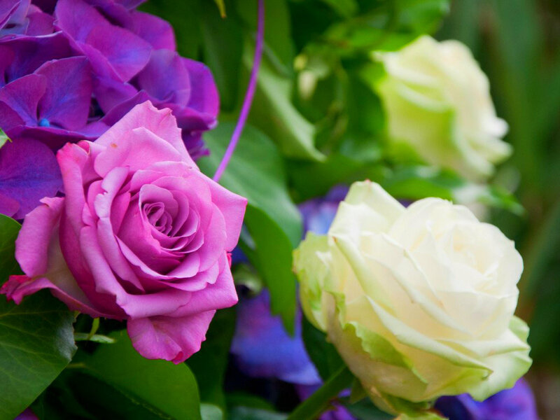 Pink and White Roses — Purple