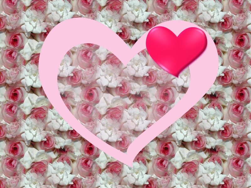 Pink and White Roses — Romantic, Photograph