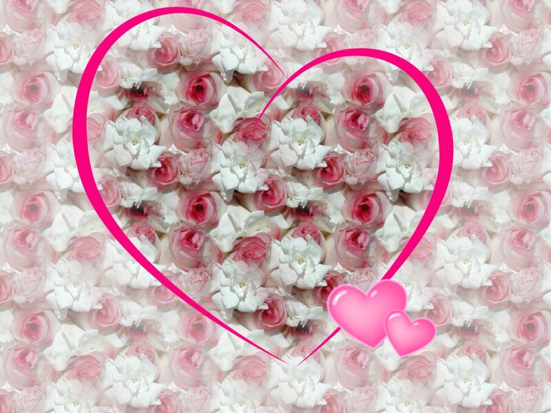 Pink and White Roses — Romantic