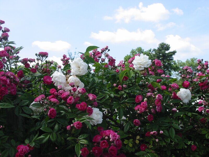 Pink and White Roses — Serene, Afternoon, Photograph, Bushes