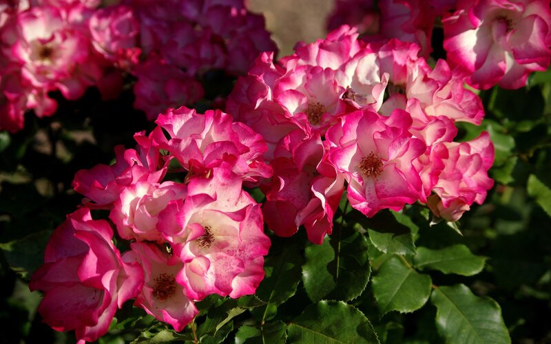 Pink and White Roses — Serene, Afternoon, Photograph, Flowers, Leaves, Green