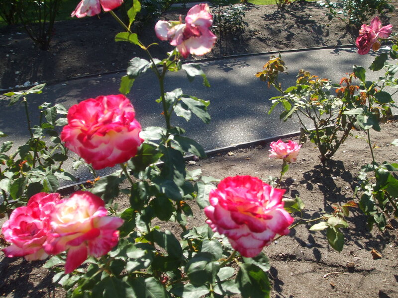 Pink and White Roses — Serene, Afternoon, Photograph, Flowers, Leaves, Path