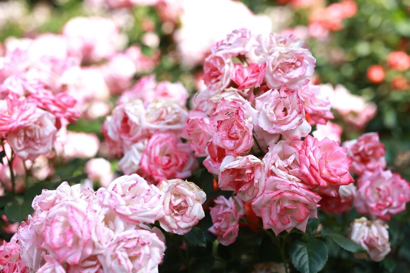 Pink and White Roses — Serene, Afternoon, Photograph, Flowers