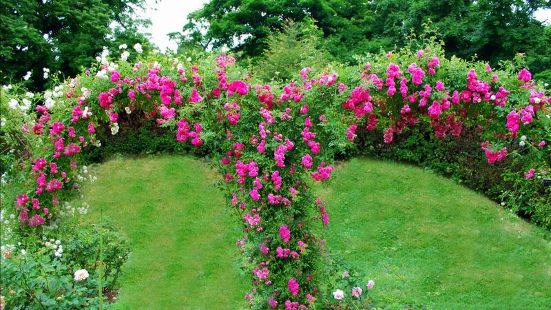 Pink and White Roses — Serene, Afternoon, Photograph, Green Grass