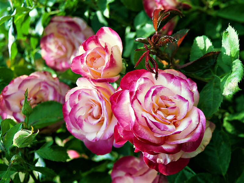 Pink and White Roses — Serene, Afternoon, Photograph, Green Leaves