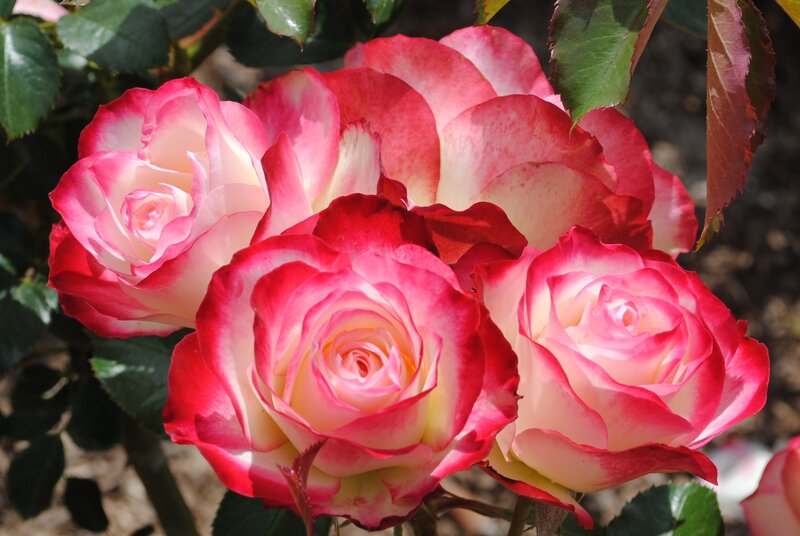 Pink and White Roses — Serene, Afternoon, Photograph, Leaves, Sunlight