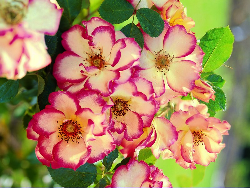 Pink and White Roses — Serene, Afternoon, Photograph, Leaves