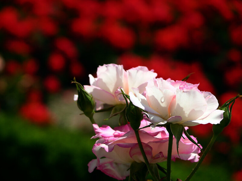 Pink and White Roses — Serene, Afternoon