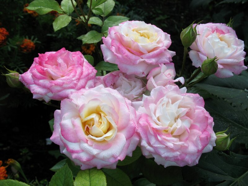 Pink and White Roses — Serene, Morning