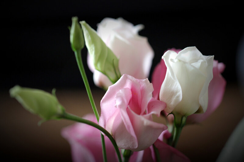 Pink and White Roses — Serene, Photograph, Buds, Stems