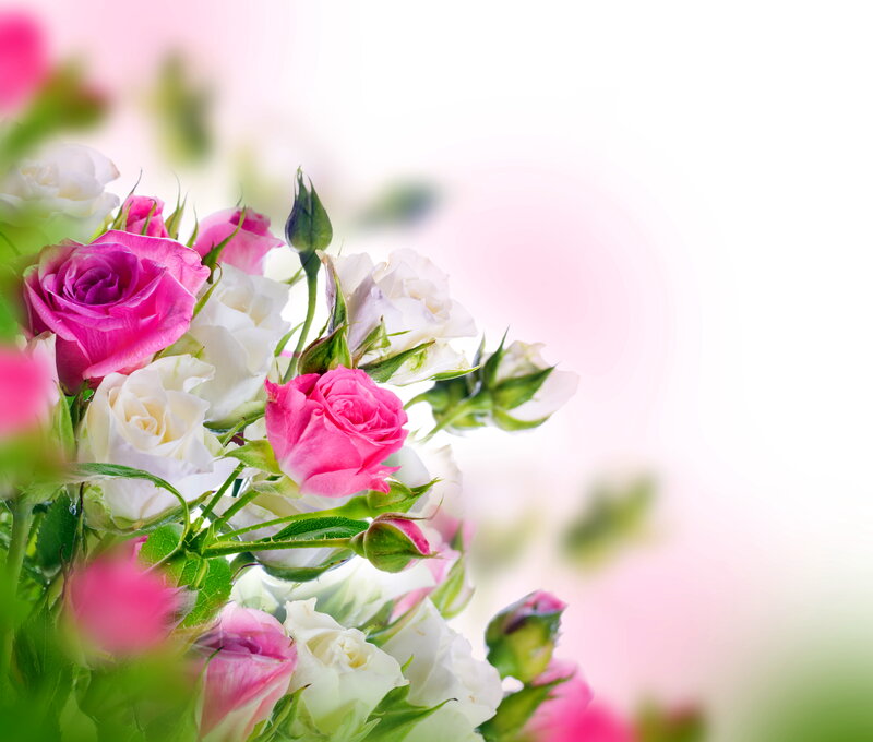 Pink and White Roses — Serene, Photograph, Buds
