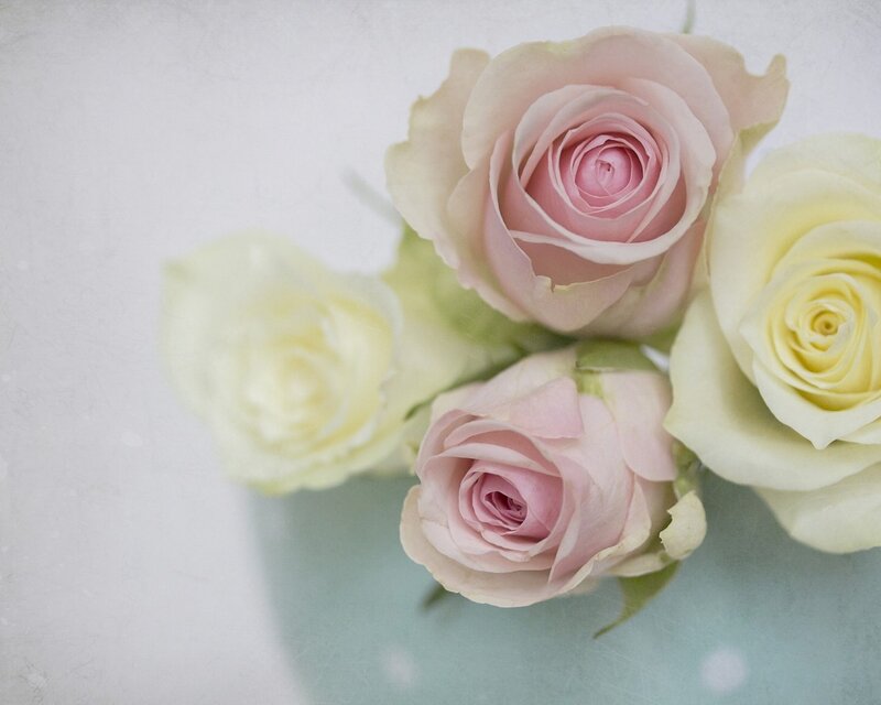 Pink and White Roses — Serene, Photograph, Flowers, Petals, Green Leaves