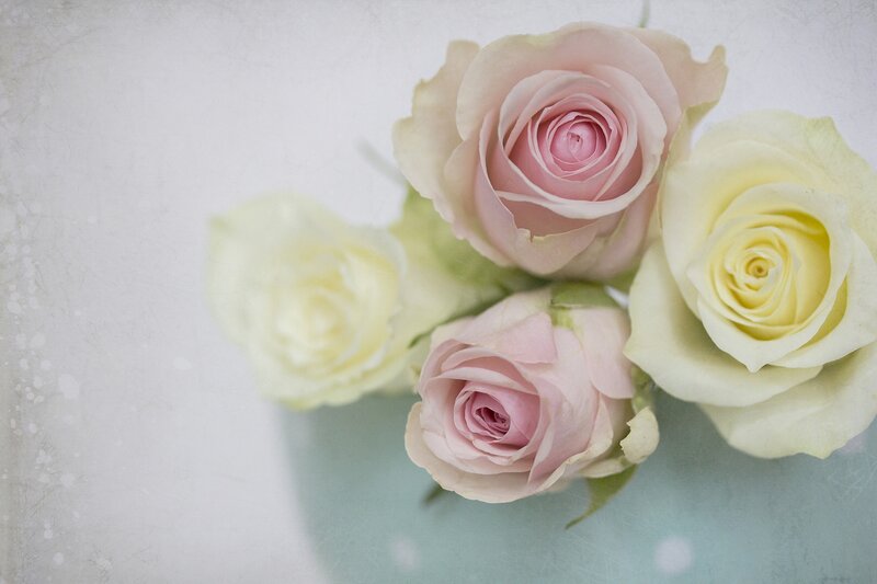 Pink and White Roses — Serene, Photograph, Flowers, Petals